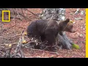 Video: A Camera Filmed a Tree for a Year—Here